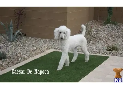 CAESAR DE NAPOCA available Poodle puppy located in LITCHFIELD PARK